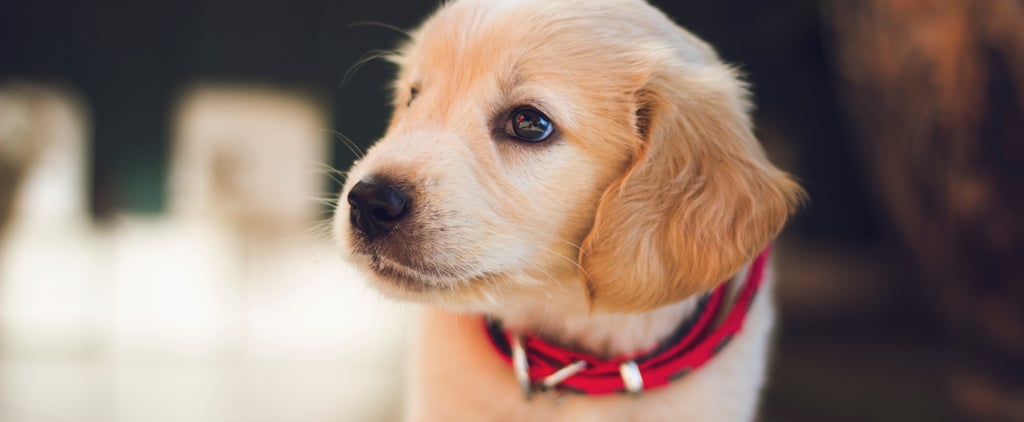 Pop Culture Dog Names 2020