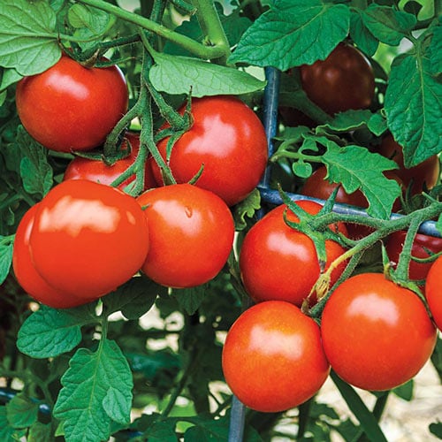 Gurney's Seed & Nursery Co. San Vicente Hybrid Tomato Plant