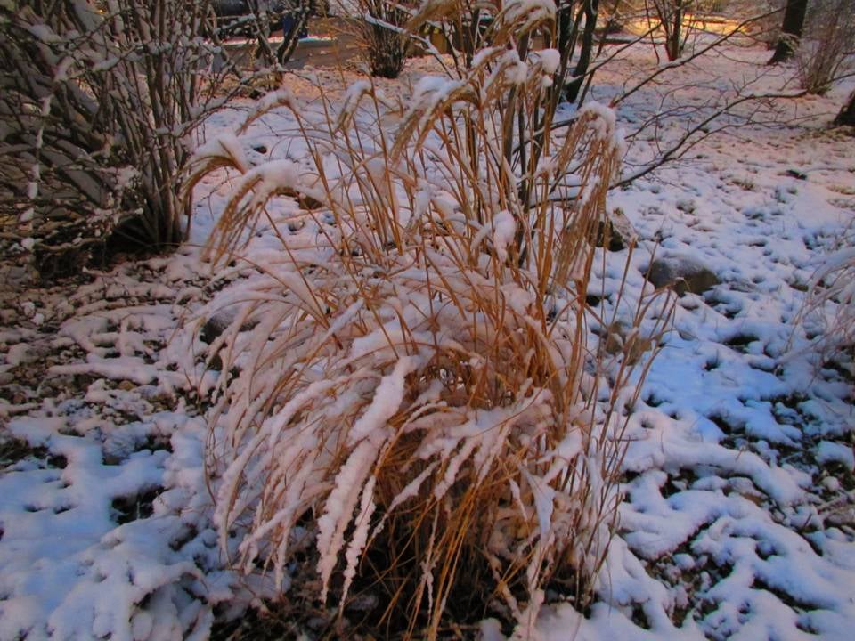 Winter in Kaiseraugst - AG - Switzerland