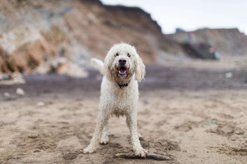 Cute Pictures of Goldendoodles