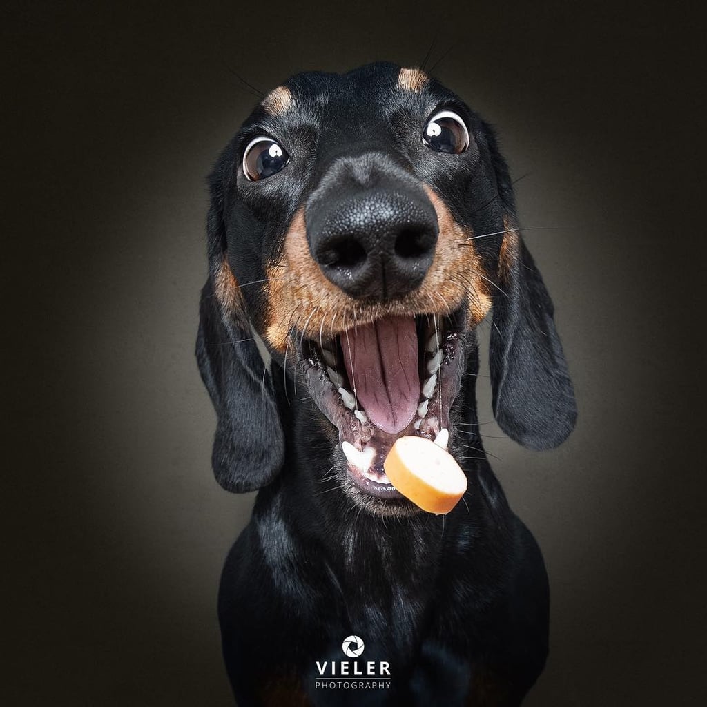 Dogs Catching Treats Photo Series