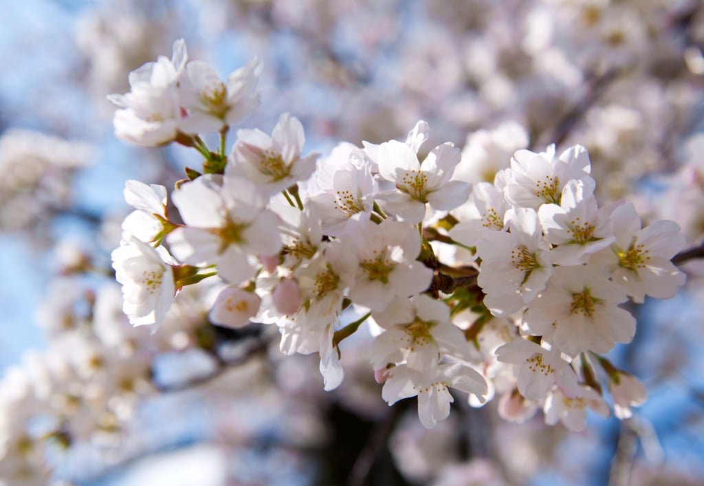 Washington DC Cherry Blossoms