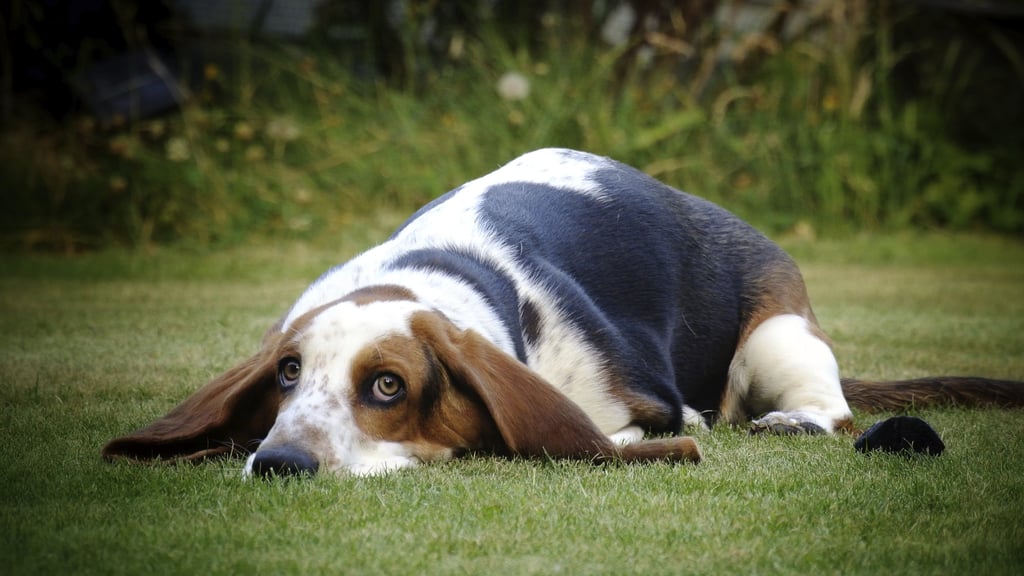 Cute Pictures of Basset Hounds