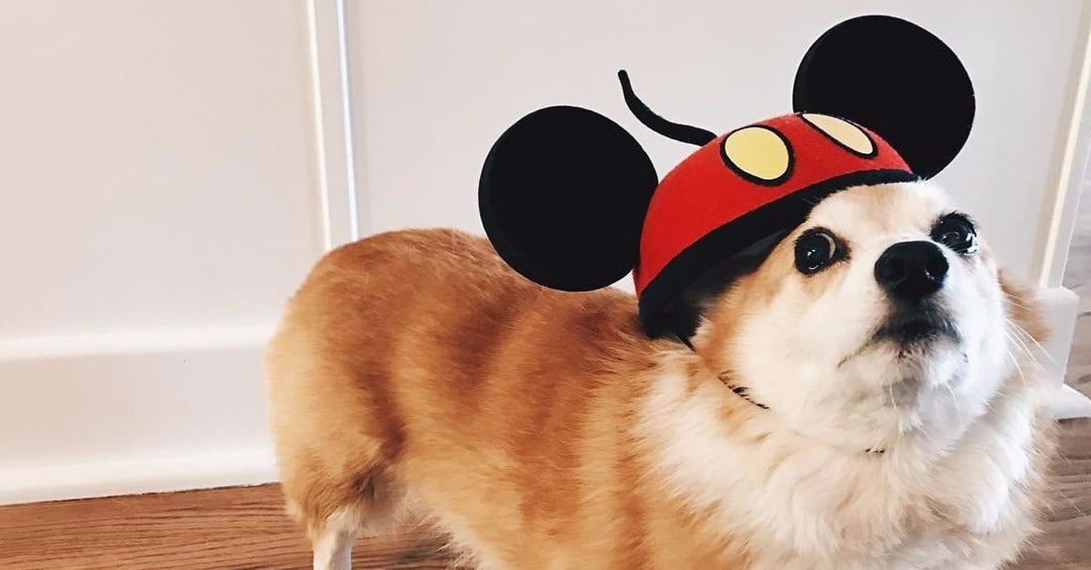 Mickey mouse store pet dog