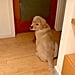 Golden Retriever Puppy Locked Out of Bedroom Video