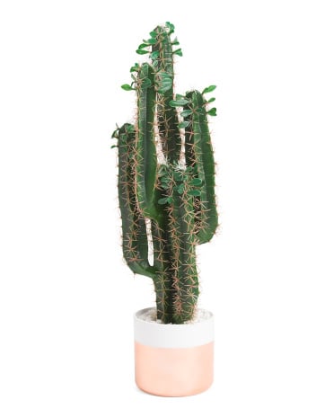 30 inch Cactus In Ceramic Pot ($40)