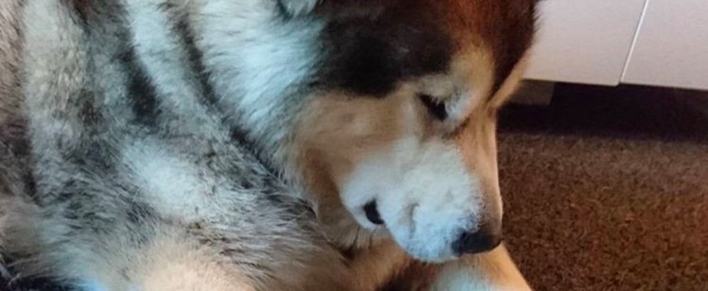 Shy Dog Holds Owner's Hand