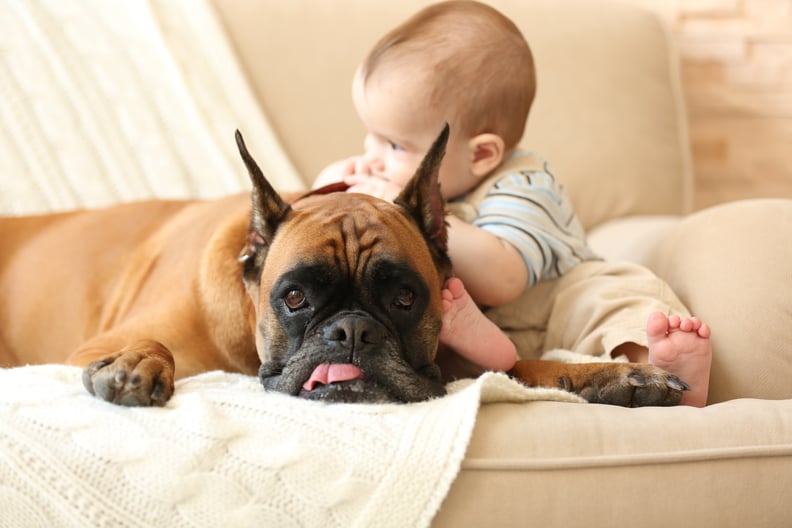 Talk About Animal Sounds