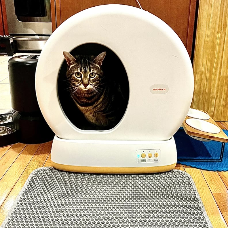 Best Self-Cleaning Litter Box With Low Entry