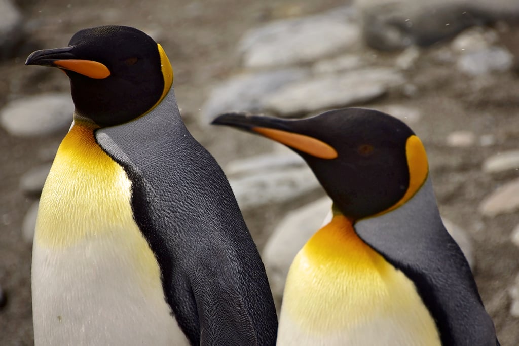 Antarctica King Penguins