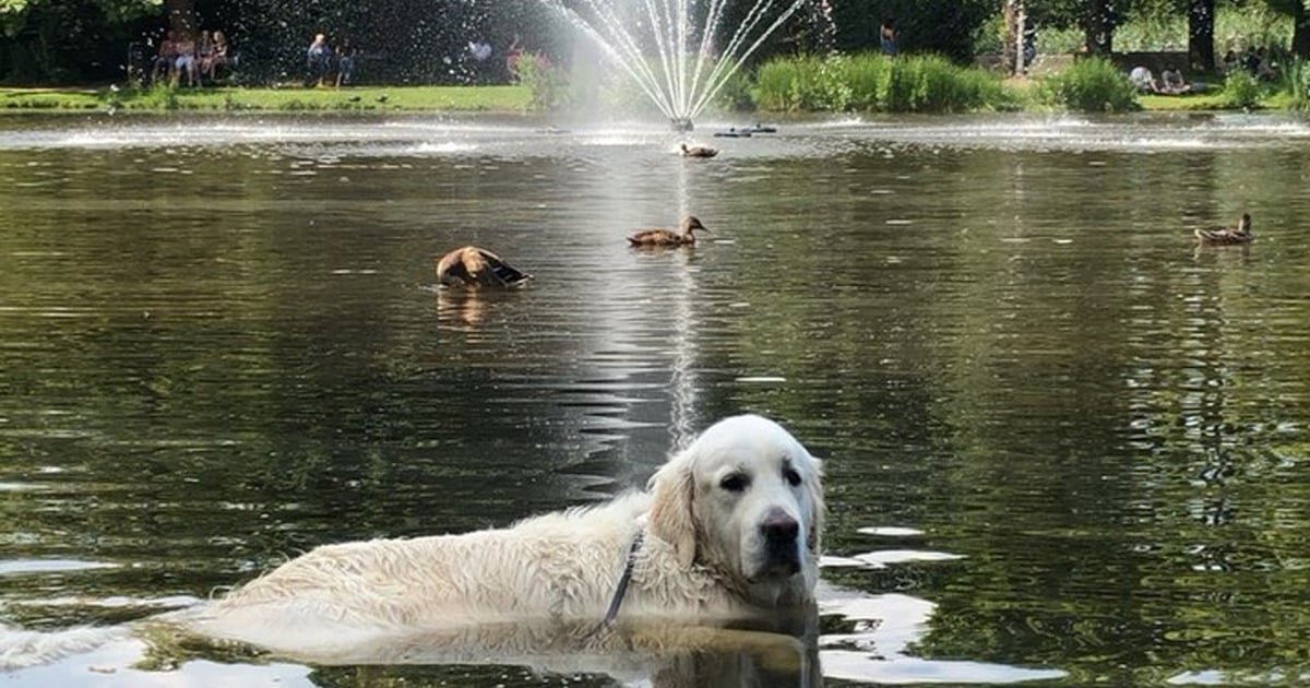 Video of Golden Retriever Swimming in Duck Pond POPSUGAR UK Pets