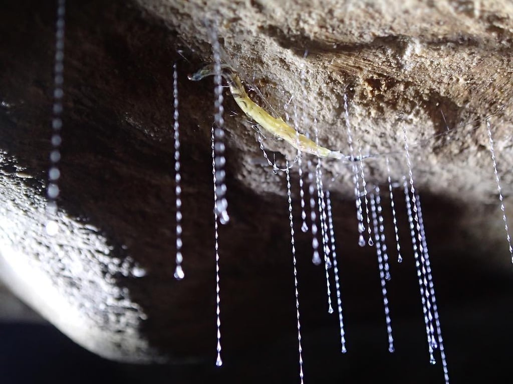 Glowworm Caves in New Zealand