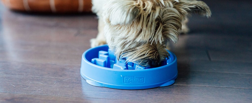 Best Slow-Feeder Bowls For Dogs Who Eat Fast