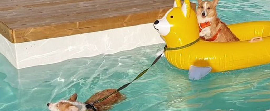 corgi float