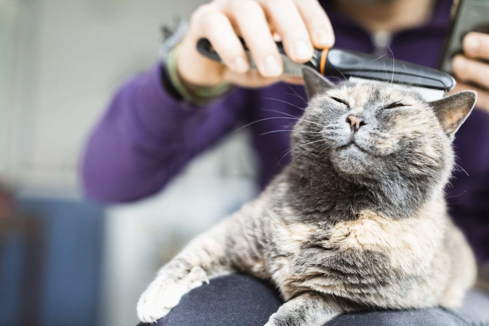 Can Indoor Cats Get Fleas? POPSUGAR Pets