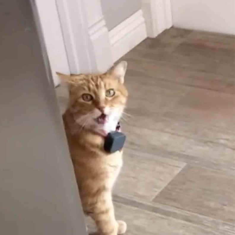 angry cat with voice filter｜TikTok Search