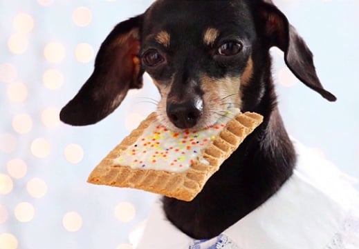 Snaks 5th Avenchew makes Puptarts for your dog. I repeat: Puptarts for your dog! The treats ($12 for six) only contain flour, molasses, cinnamon, and sugar, so you can be sure your furry friend isn't eating anything weird you can't pronounce. Also, how fun is it to sit down to matching breakfasts with your dog, each of you with your own Pop-Tart or Puptart? Count us in for that.