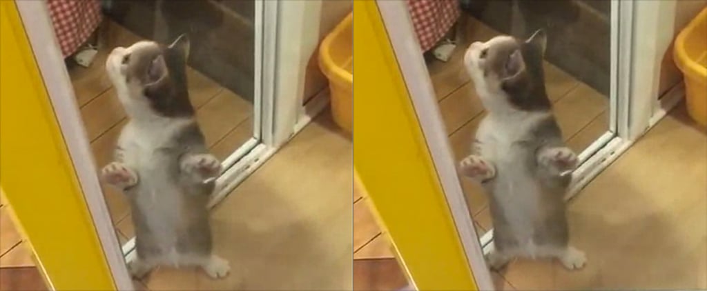 Happy Cat GIF