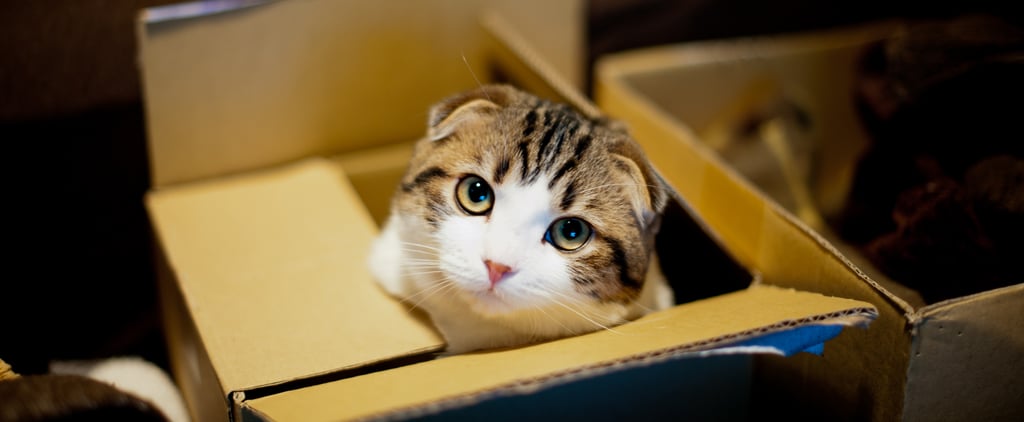 Why Do Cats Love Boxes?