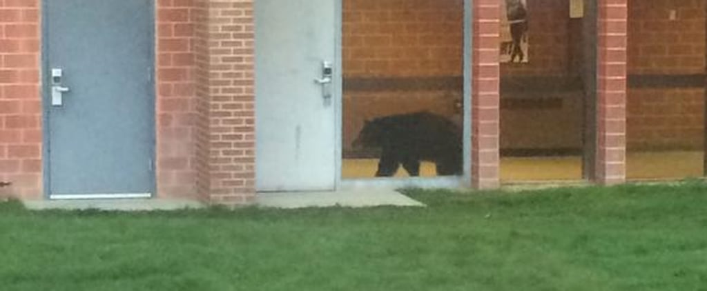 Black Bear at Bozeman High School in Montana