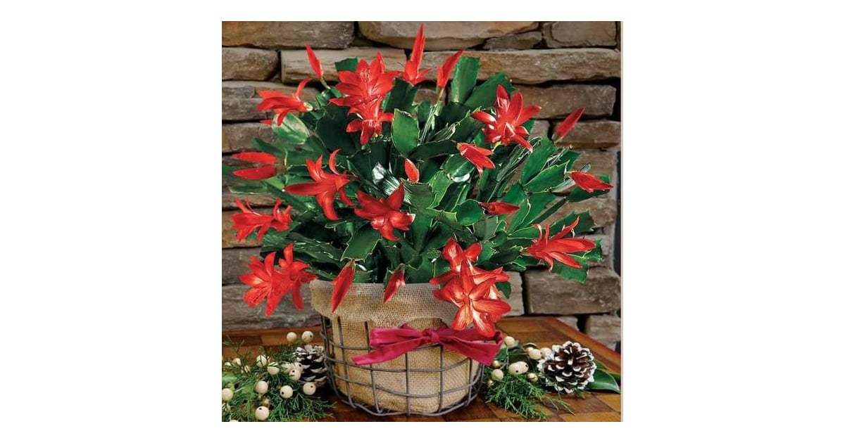 Christmas Cactus Plant  Best Cat-Friendly Plants  POPSUGAR Pets Photo 36
