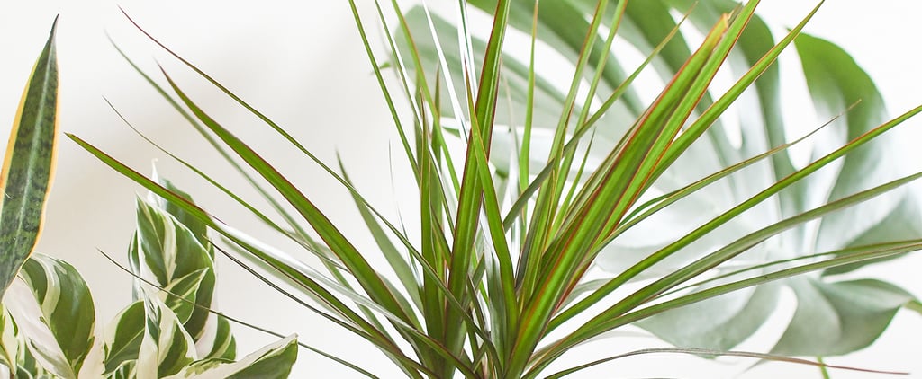 The Best Houseplants For Low Light