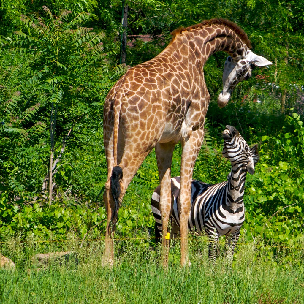Size doesn't matter in this friendship — and neither does pattern!
Source: Flickr user TracerBullet999
