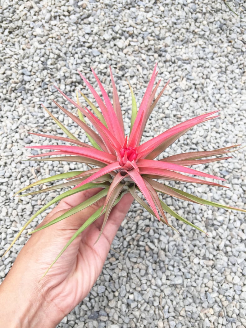 Tillandsia Velutina Air Plant