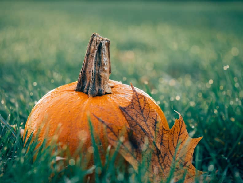 fall leaves and pumpkins wallpaper