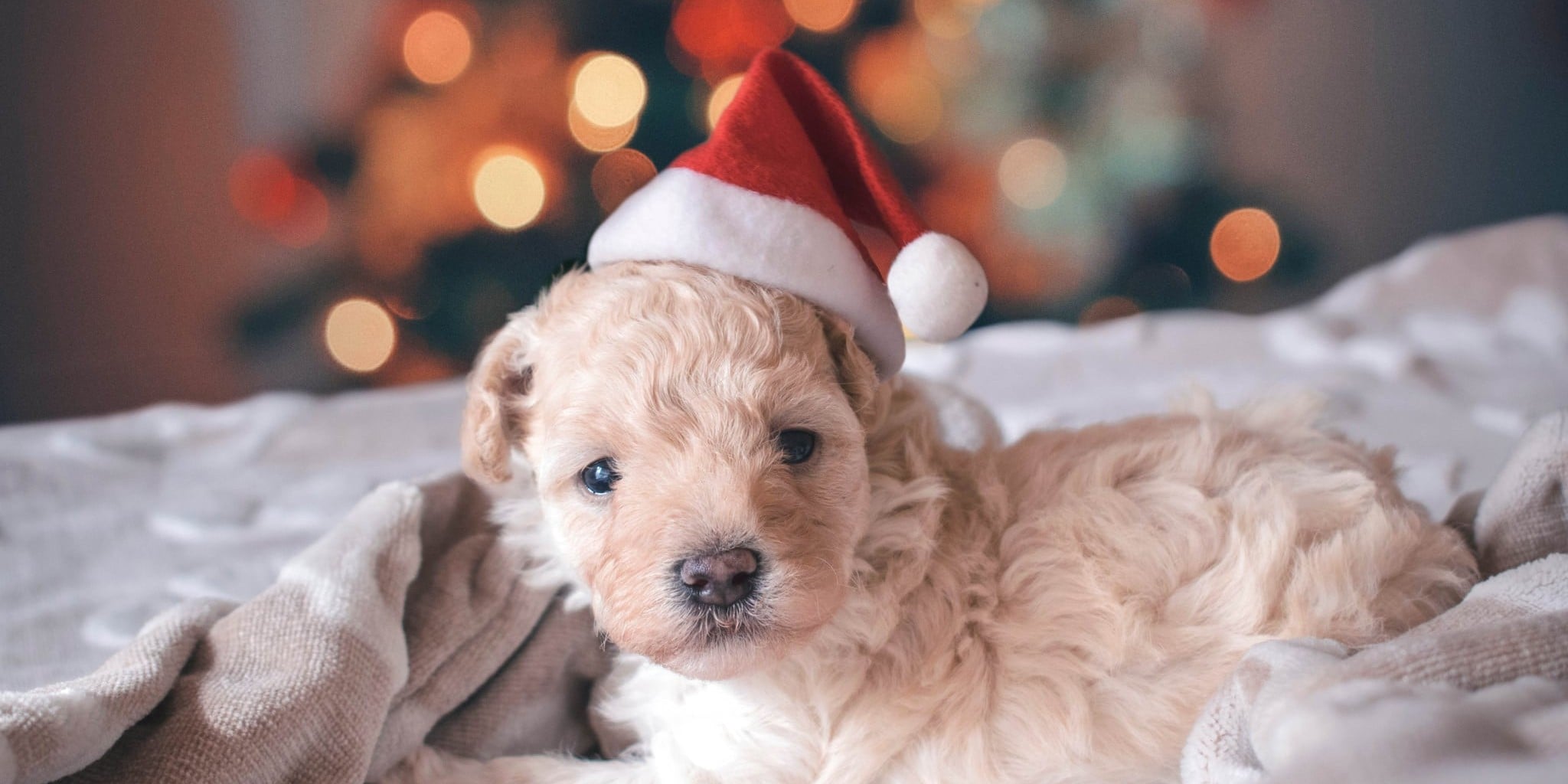 Why you shouldn't gift a puppy for Christmas - Cottage Life
