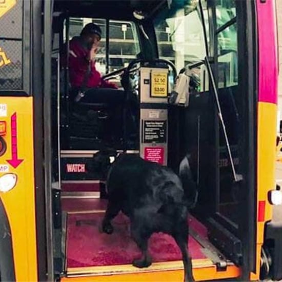 Dog Who Walks Herself to the Dog Park Every Day