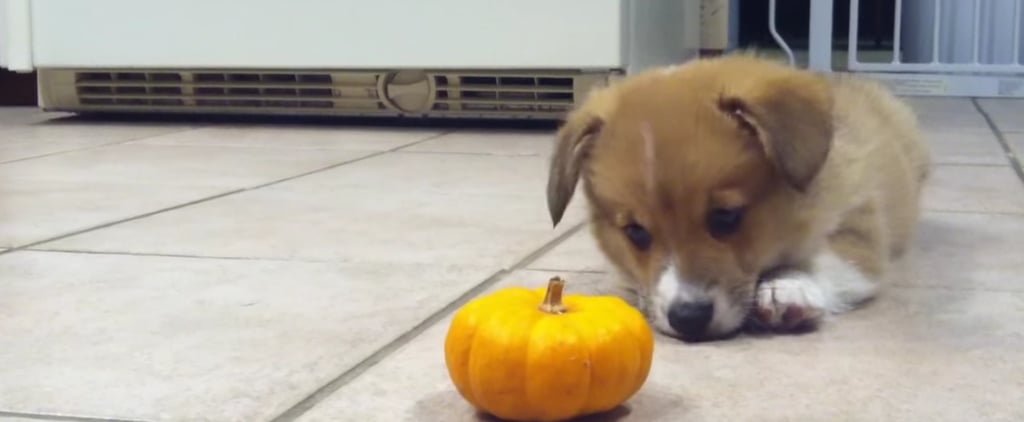 Corgi Puppy With Pumpkin | Video