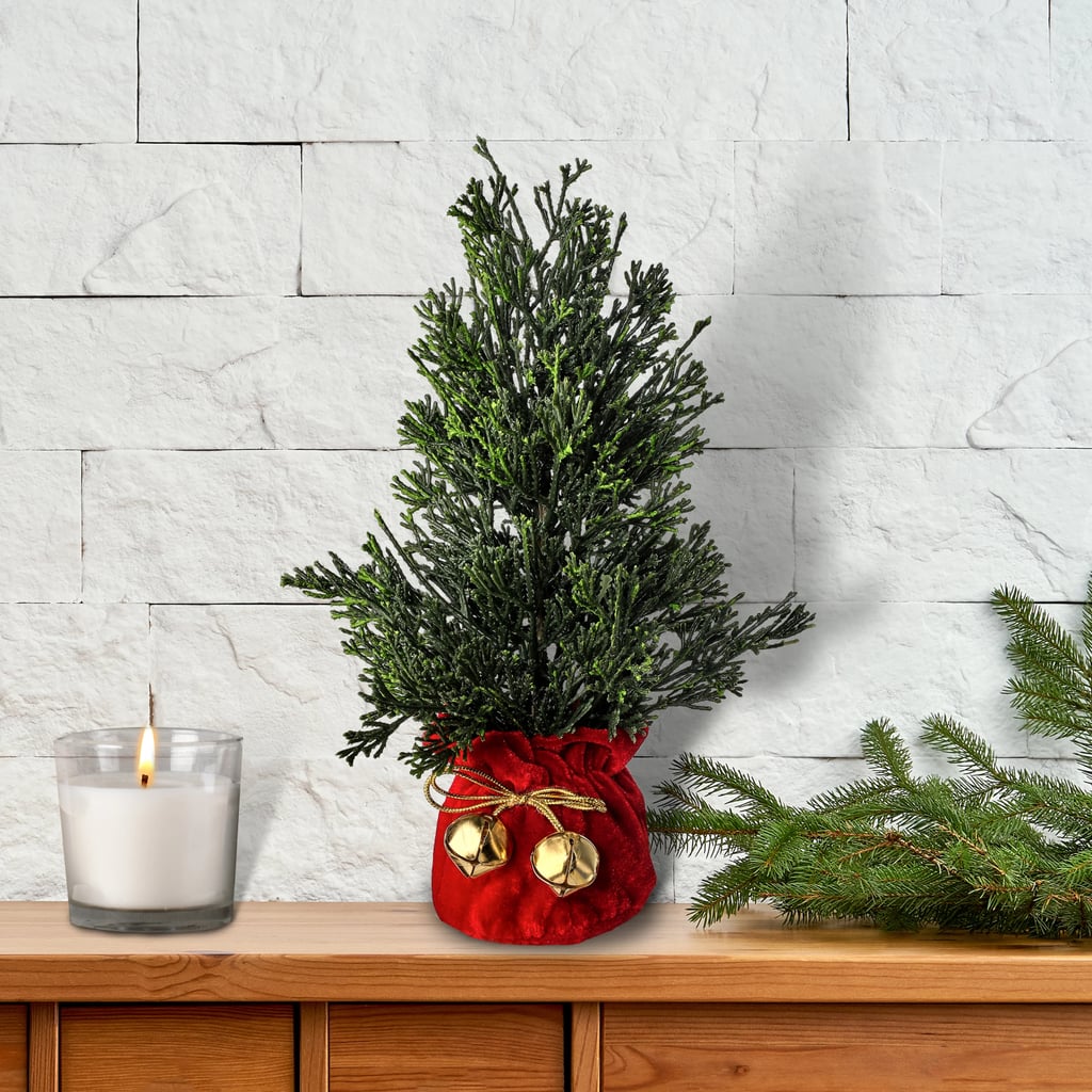 Best Live Tabletop Christmas Trees 2021 POPSUGAR Home
