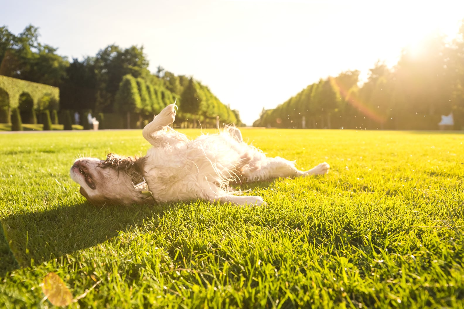Why Does My Dog Lie in the Sun? POPSUGAR Pets