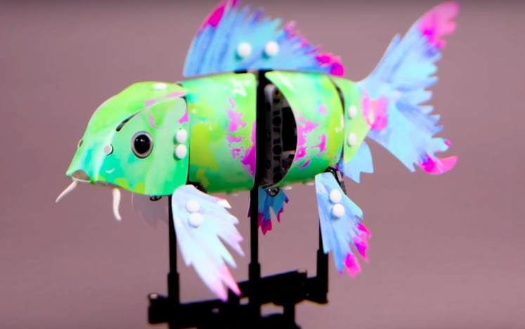 Splash Koi Model