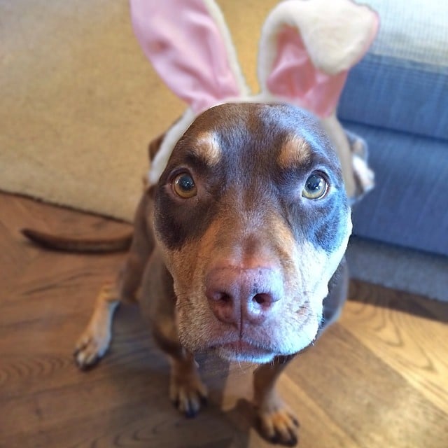 Gisele Bündchen wished her followers a happy Easter with a snap of her dog donning bunny ears.
Source: Instagram user giseleofficial