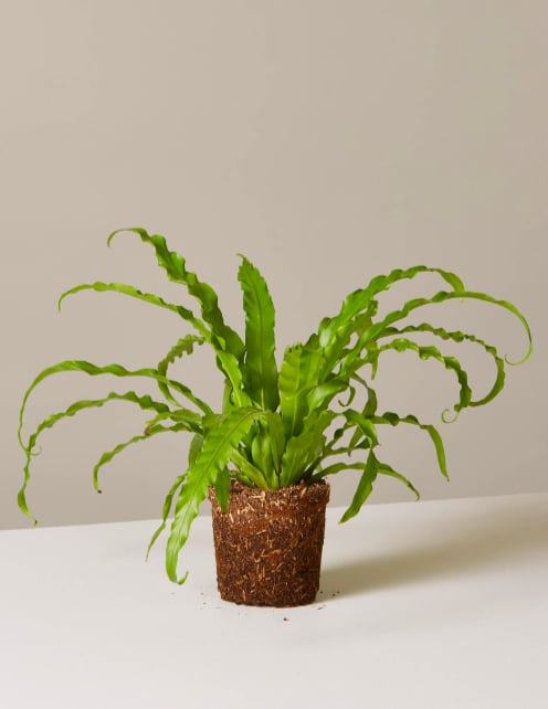 Bird's Nest Fern