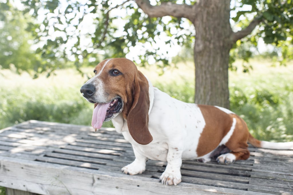 Cute Pictures of Basset Hounds