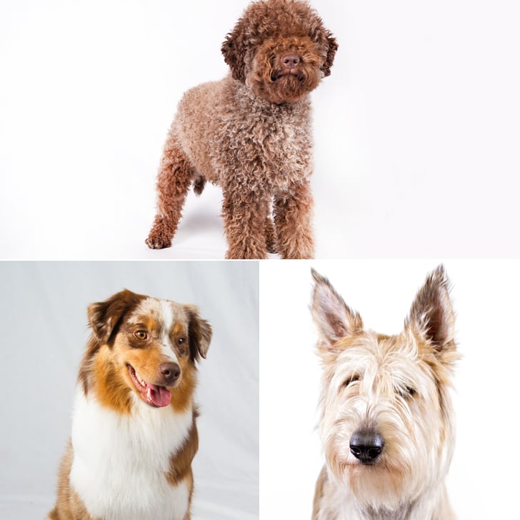 New AKC Breeds Summer 2015