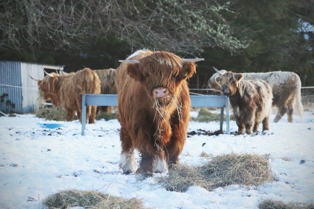 Day Trip to the Highlands
