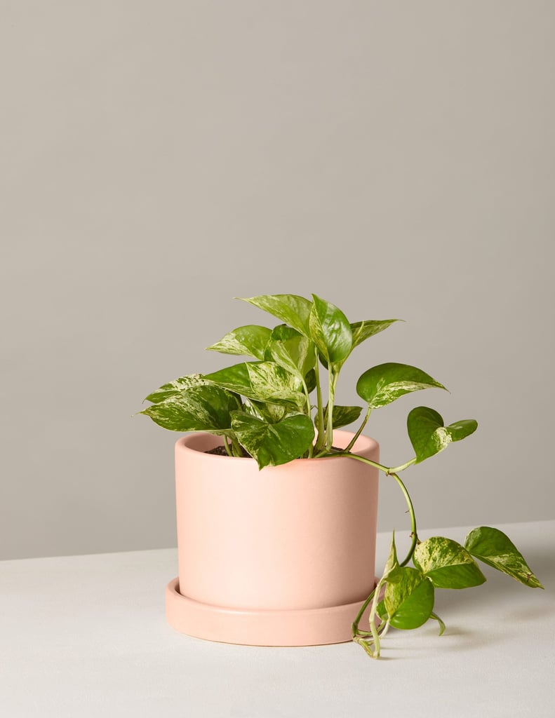 Marble Pothos Plant