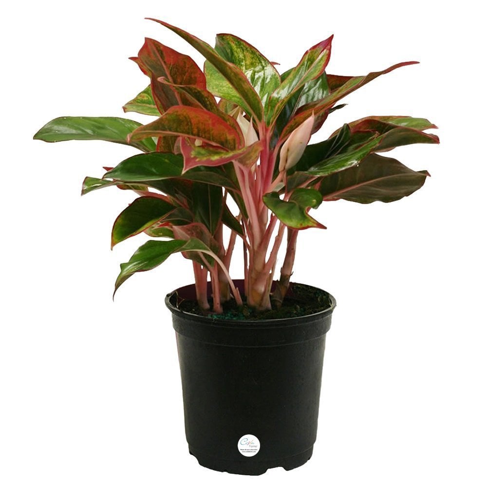 Chinese Evergreen