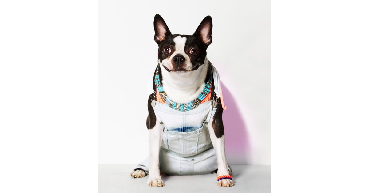 Ruby American Eagle Dog Clothes Line POPSUGAR Fashion Photo 6