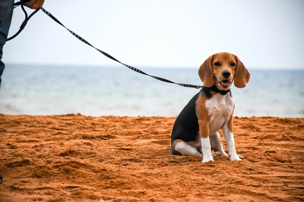 Cutest Pictures of Beagles