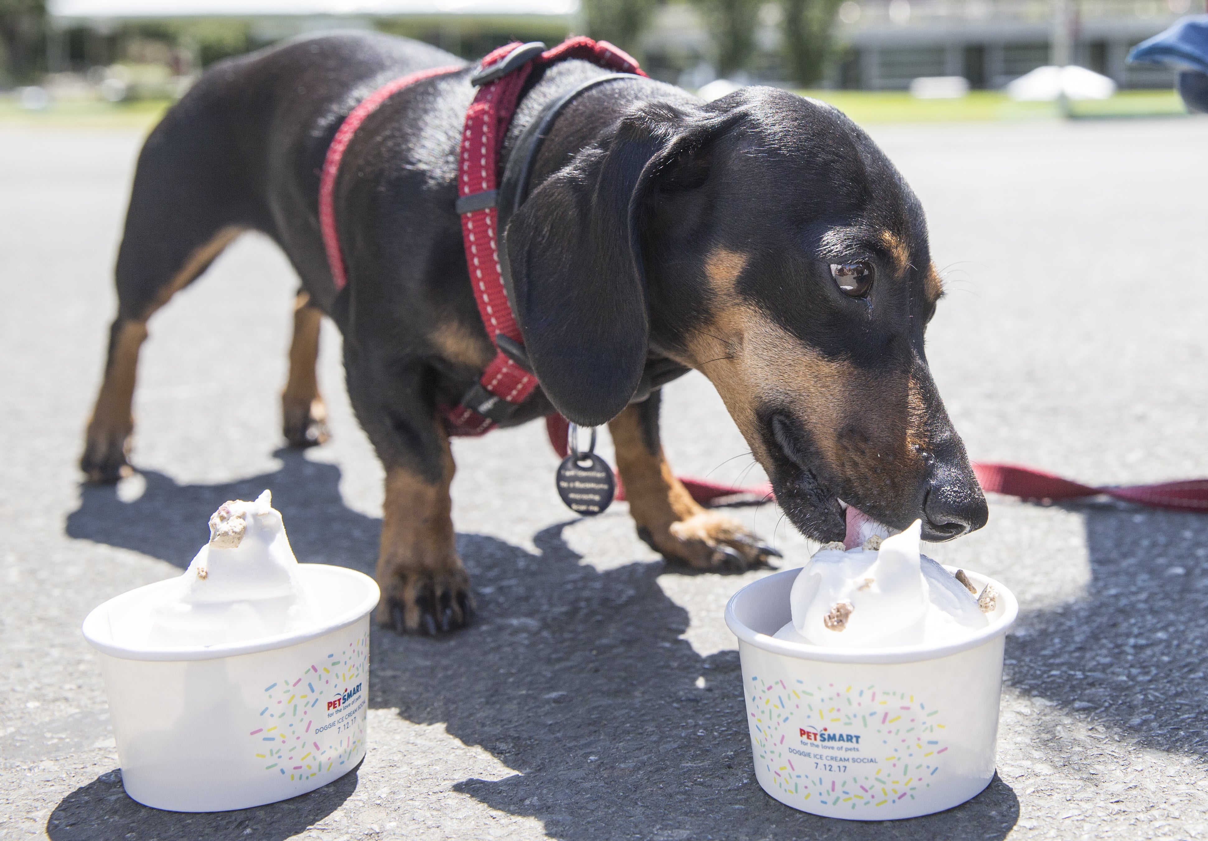 PetSmart Free Ice Cream PS Family