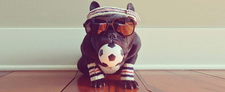 Most Stylish Dogs on Instagram