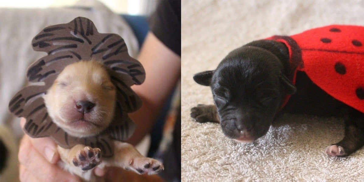 Newborn new arrivals puppy costume