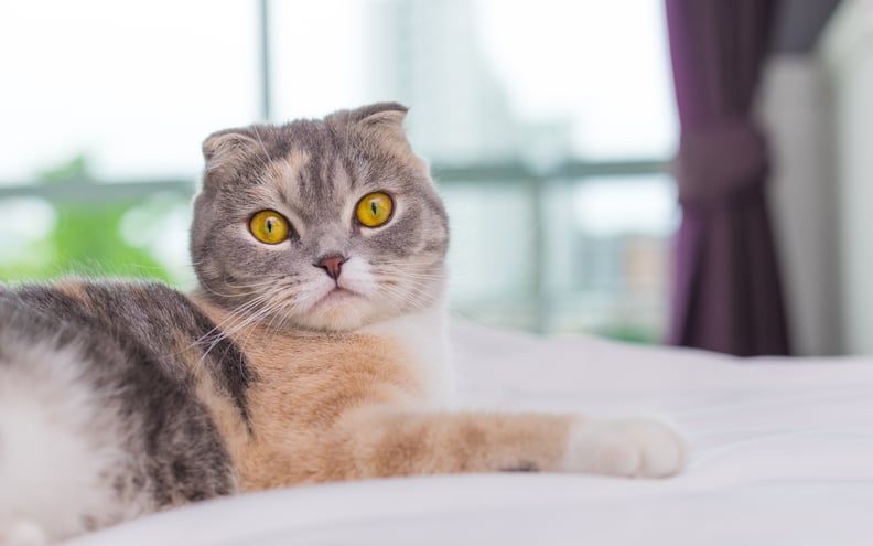 Best Cat Breeds For First-Time Owners: Scottish Fold