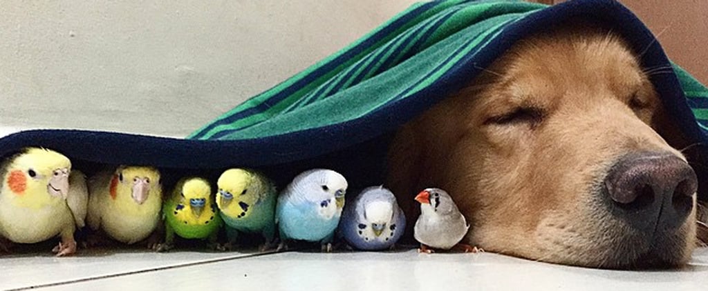 Dog Is Friends With Birds and Hamster