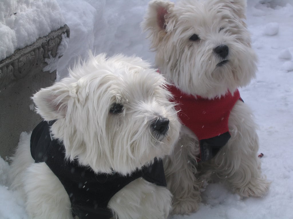 You mean we put on these silly sweaters just so we could sit out here in the cold?
Source: Flickr user ValerieZinger